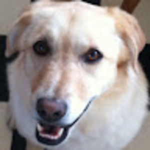 Meet your Posher, Josie